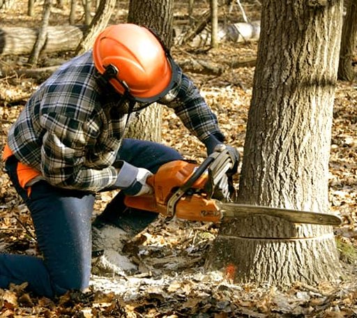 Tree Removal in Franklin, ME